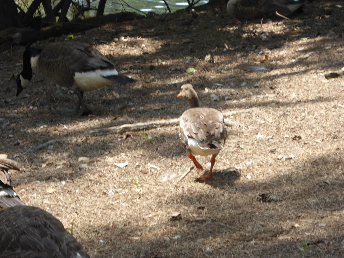 Greater White-fronted Goose - Bill Johnson