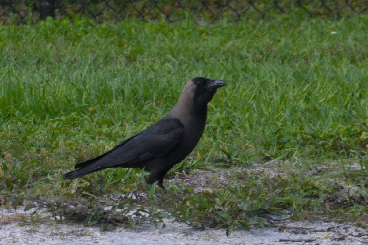 House Crow - ML103109291