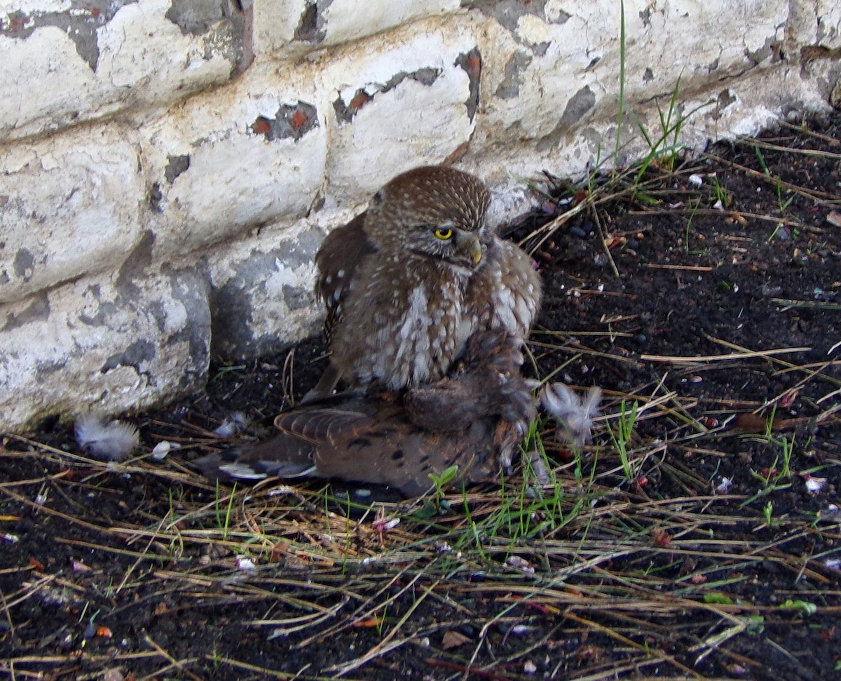 Austral Pygmy-Owl - ML103111311