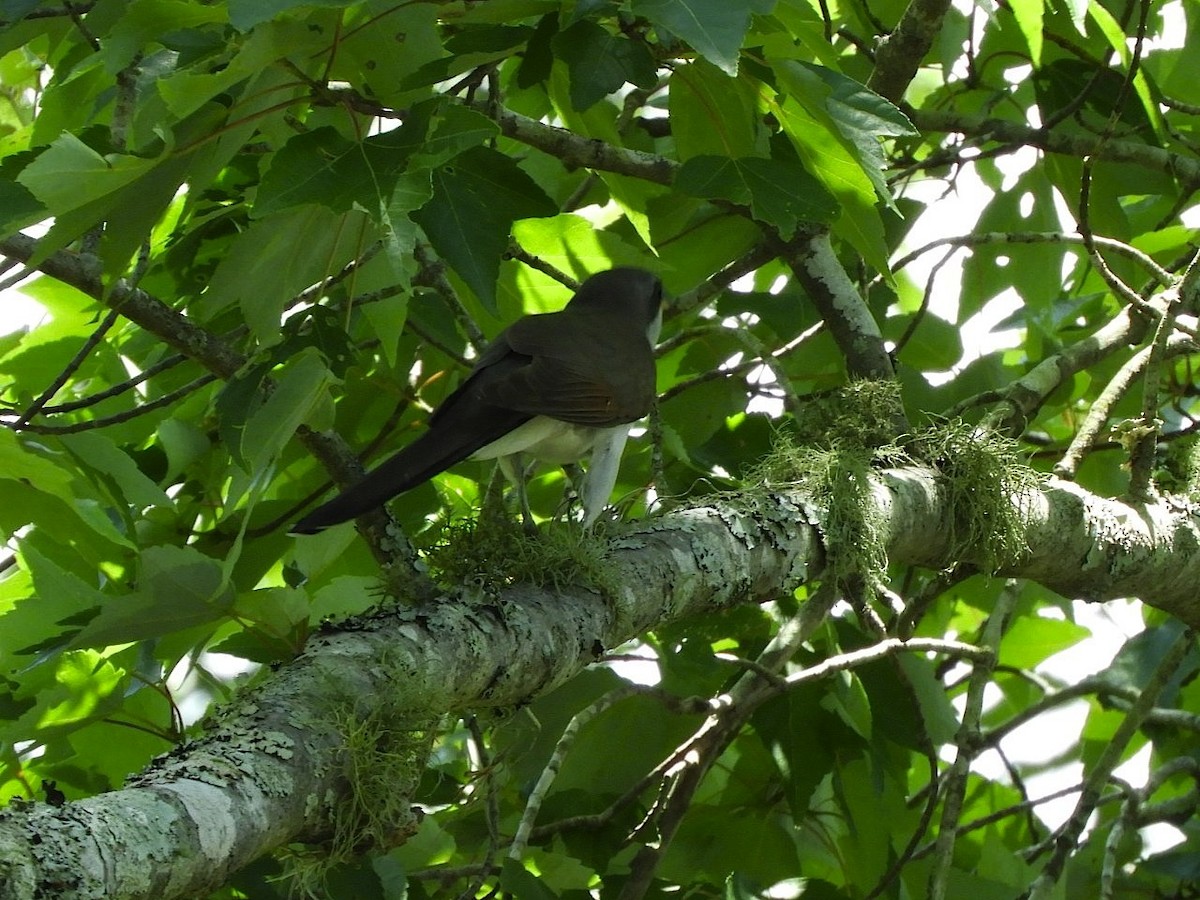 Yellow-billed Cuckoo - Takayuki Uchida