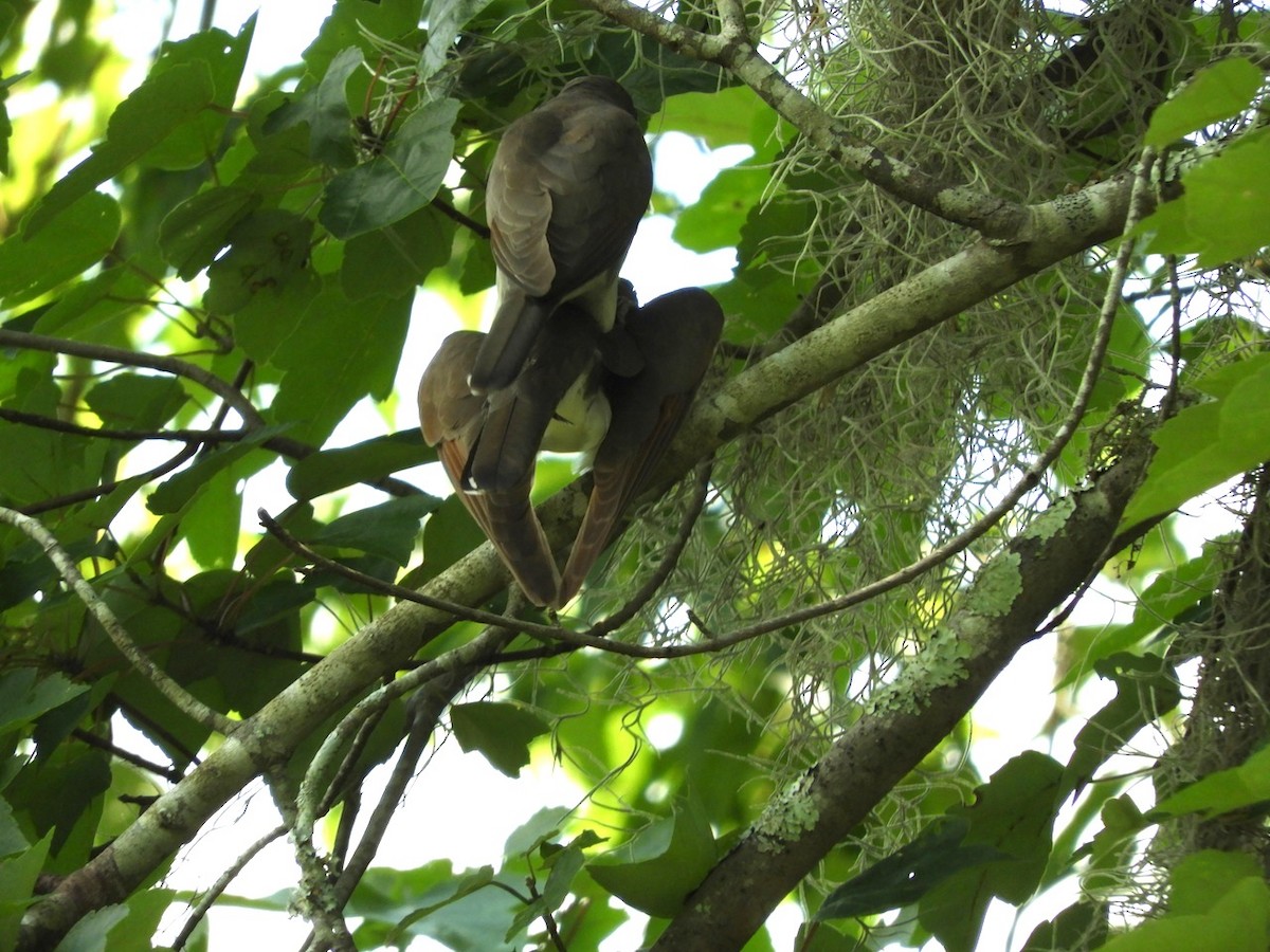 Yellow-billed Cuckoo - ML103112141