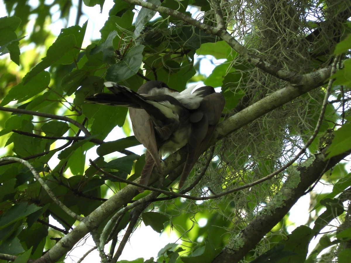 Yellow-billed Cuckoo - ML103112151