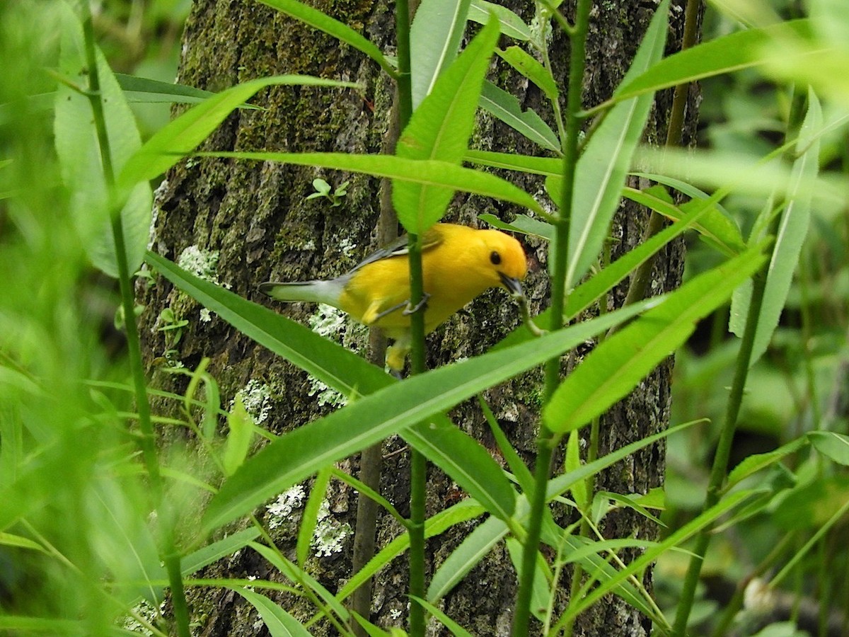 Prothonotary Warbler - Takayuki Uchida