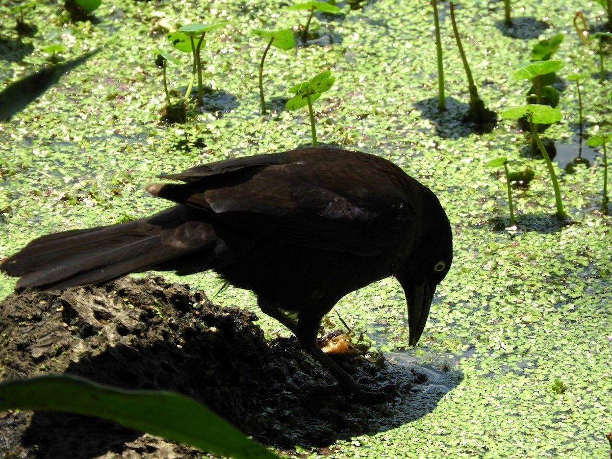 Common Grackle - ML103112681