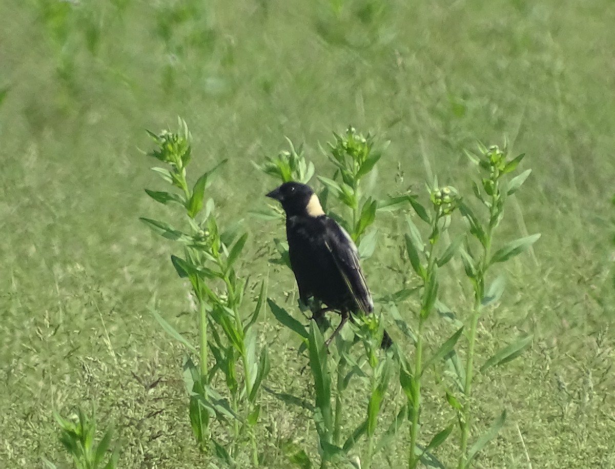 bobolink americký - ML103114111