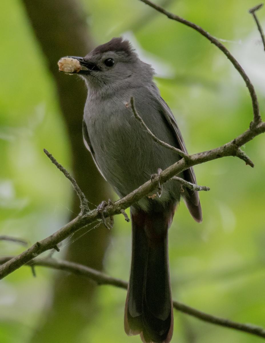 Gray Catbird - Andy P