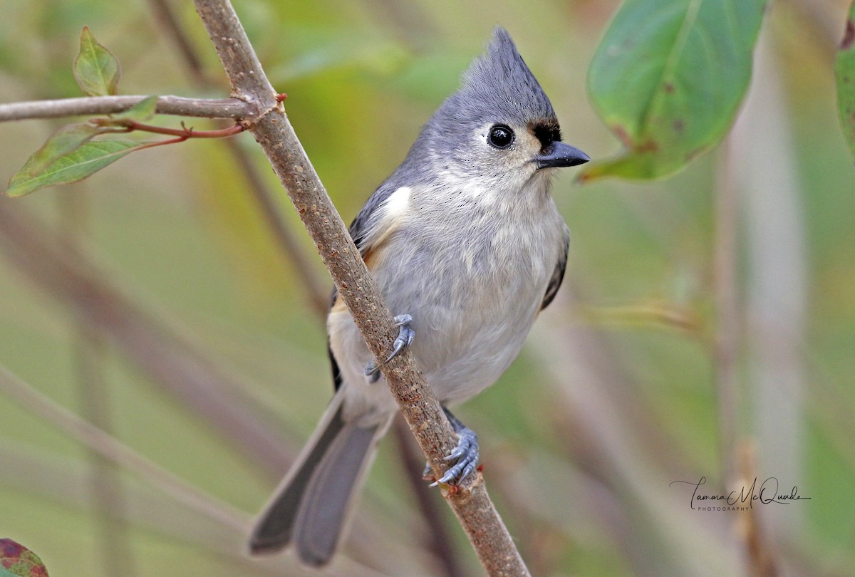 Tufted Titmouse - ML103114701