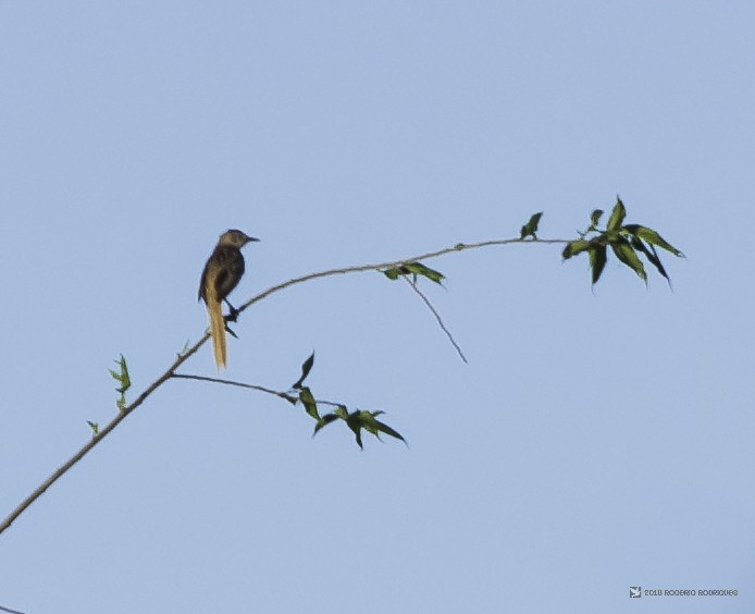 Striated Grassbird - Rogério Rodrigues