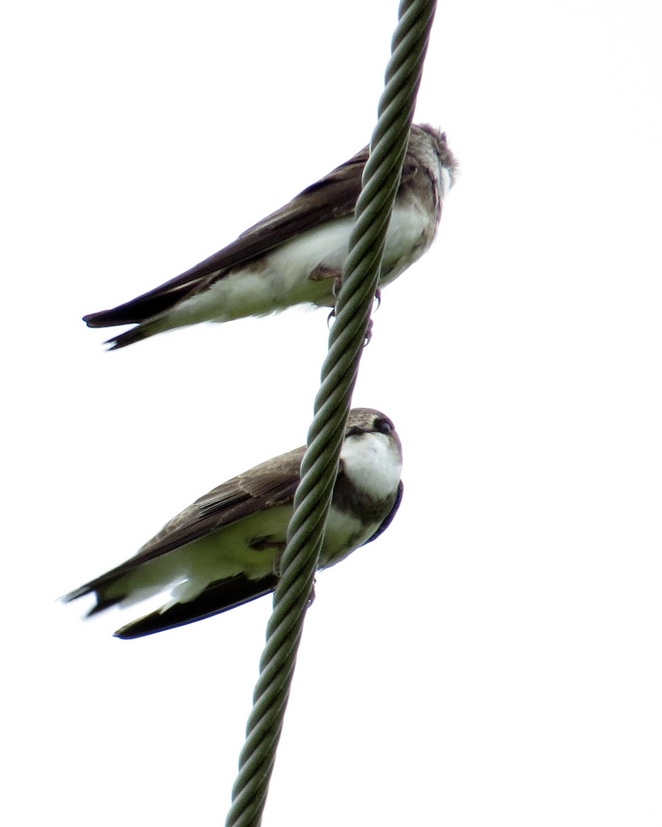 Bank Swallow - ML103116101