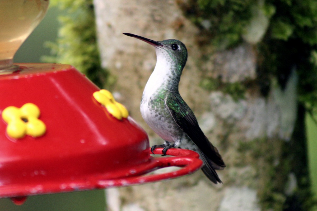 White-bellied Hummingbird - ML103116111