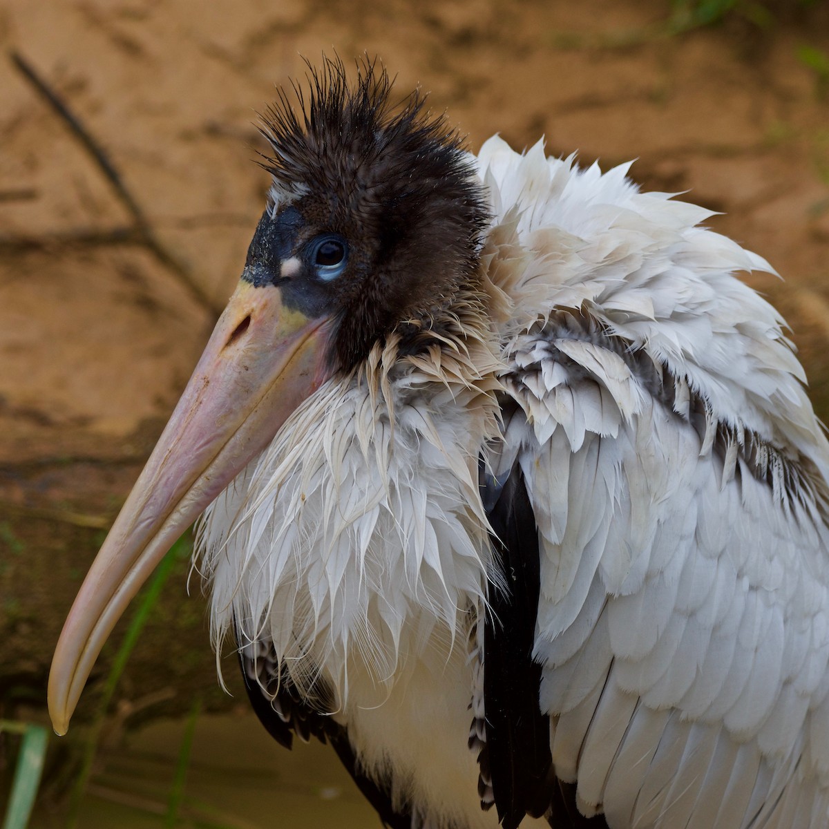 Wood Stork - Peter Griffith