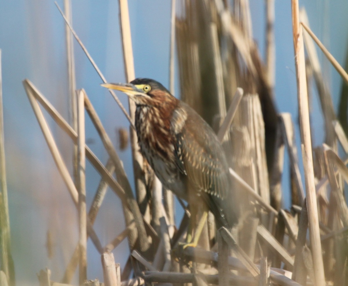 Green Heron - ML103116721