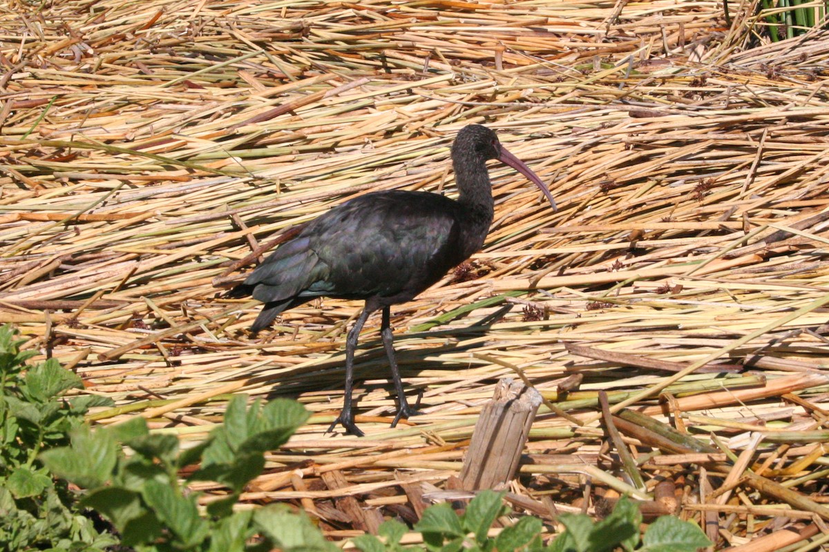 ibis andský - ML103116831