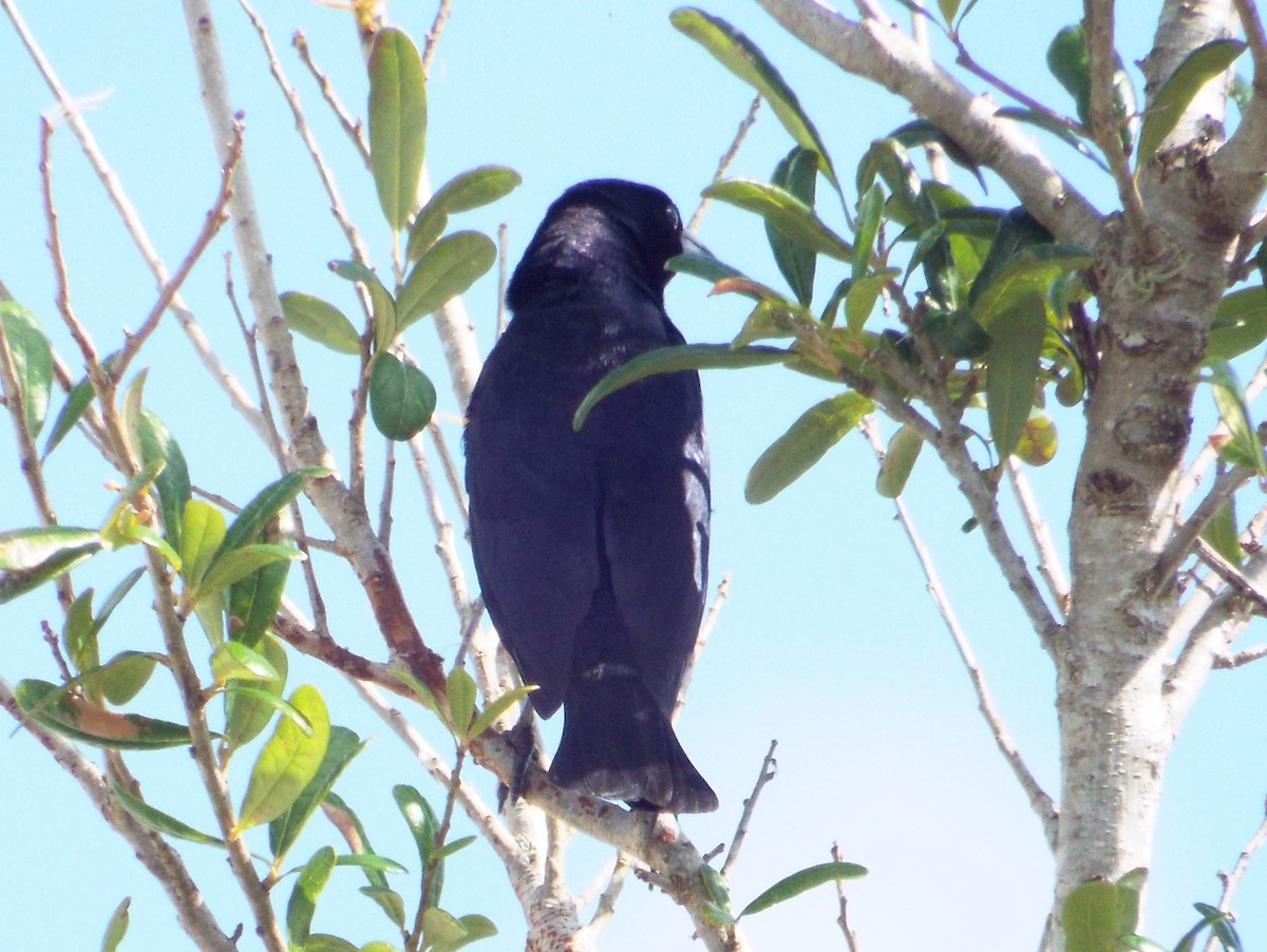 Shiny Cowbird - ML103117981