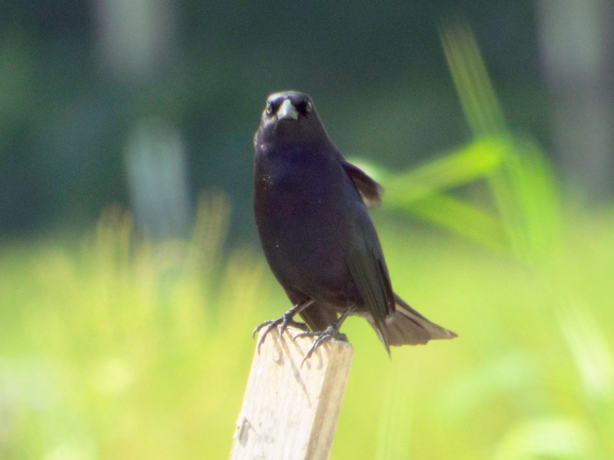 Shiny Cowbird - ML103117991