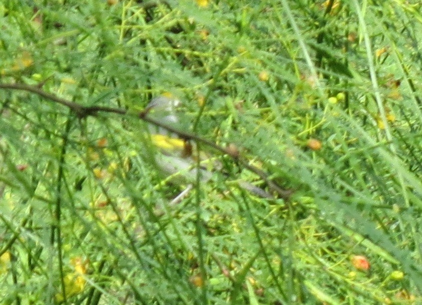 Golden-winged Warbler - ML103118921