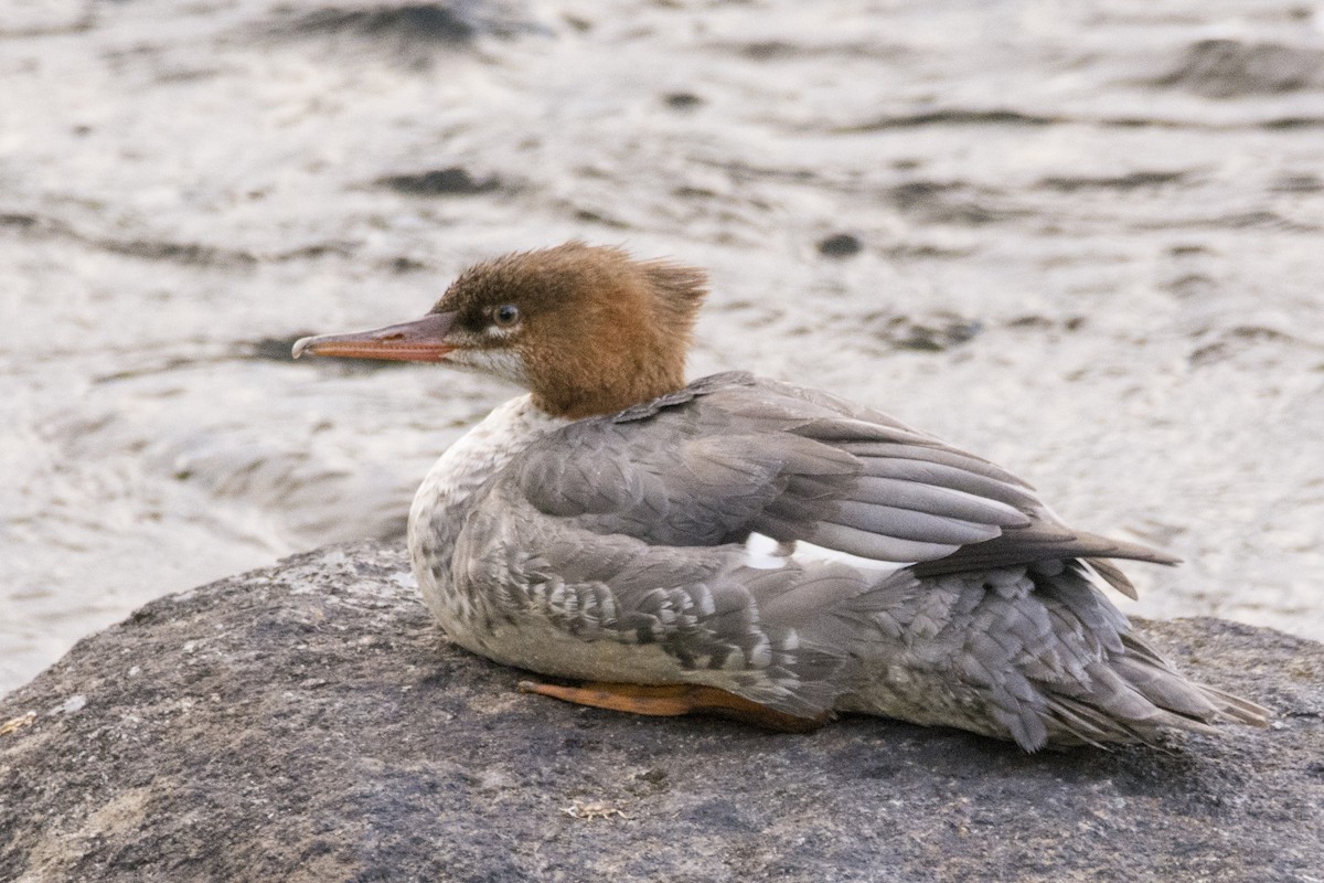 Common Merganser - ML103119881