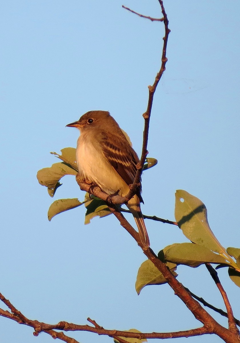 Alder Flycatcher - ML103120811