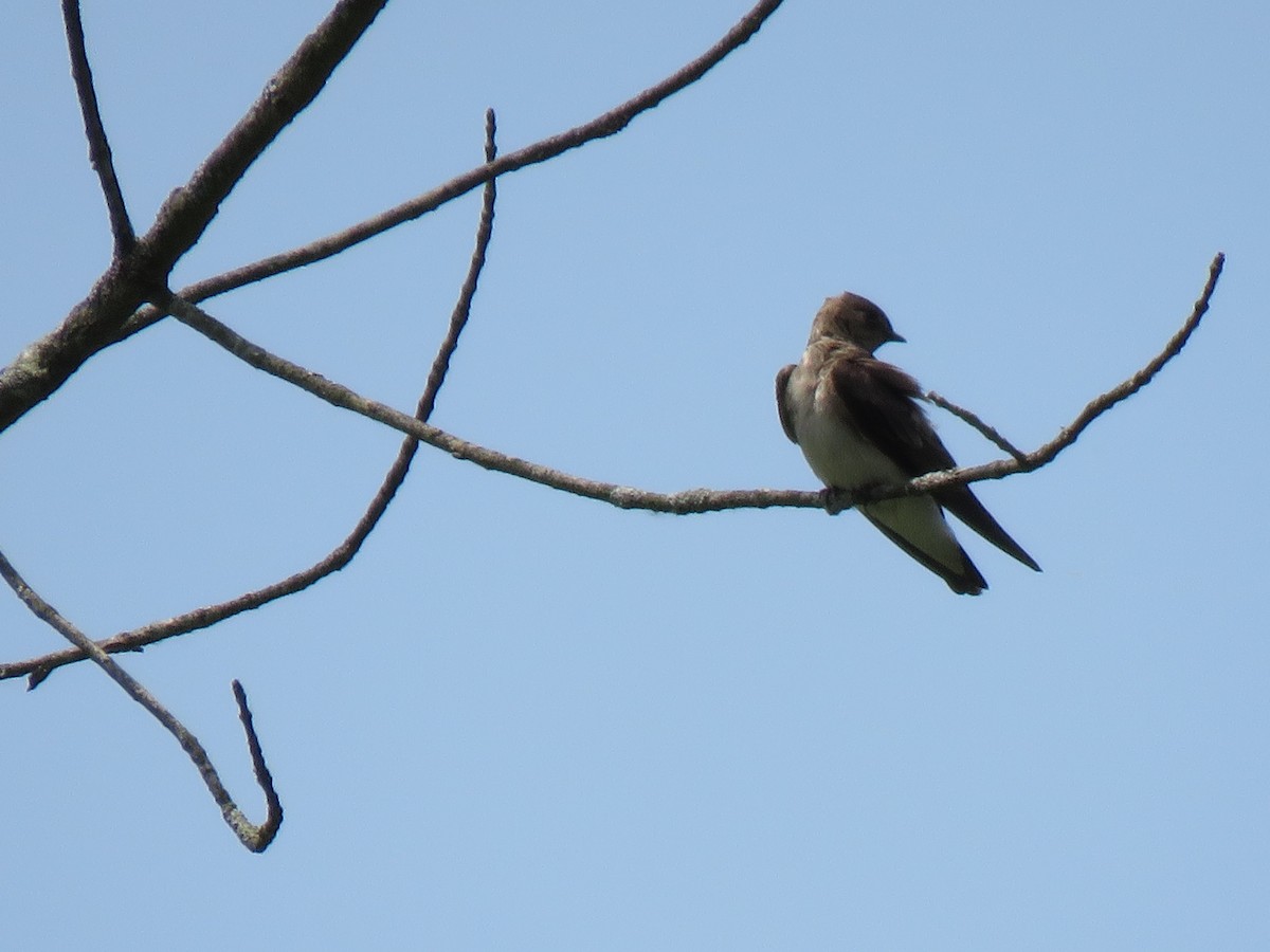 Northern Rough-winged Swallow - Anonymous