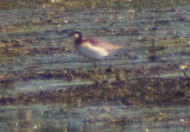 Wilson's Phalarope - ML103124691