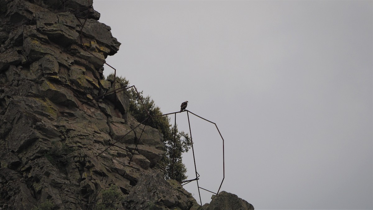 Беркут - ML103124751