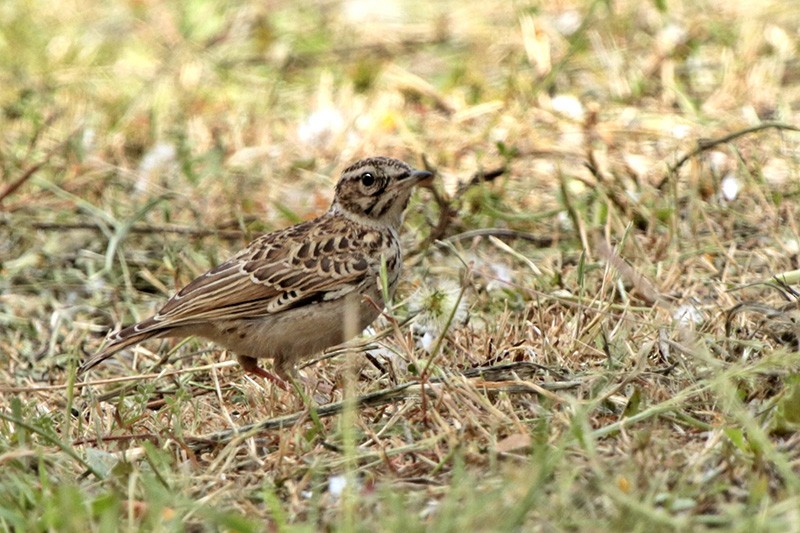 Wood Lark - Francisco Barroqueiro