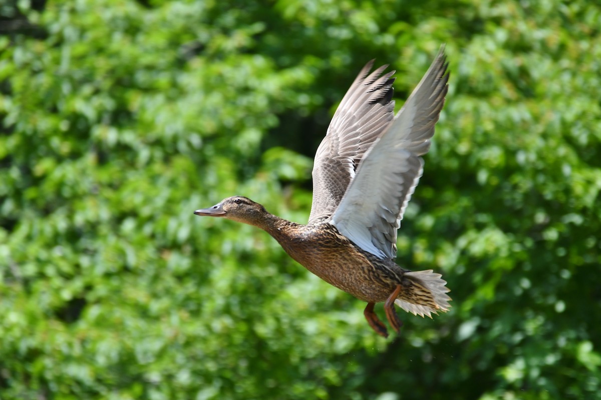 Mallard - ML103126331