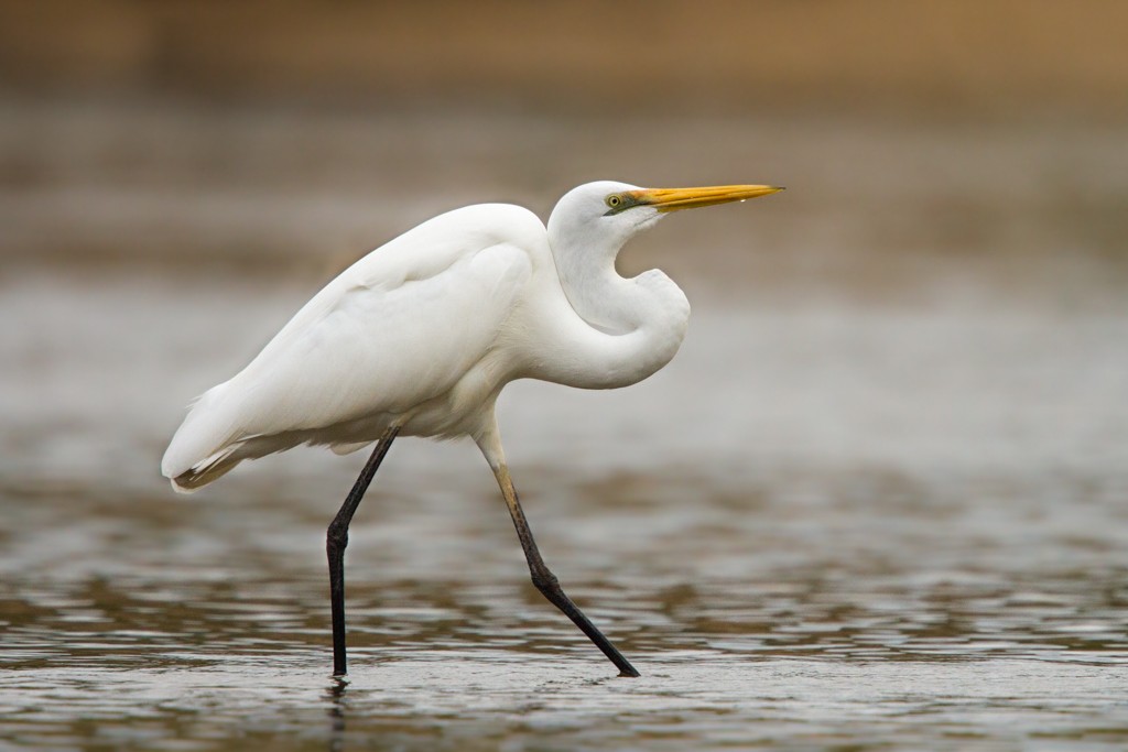 Great Egret - ML103130801