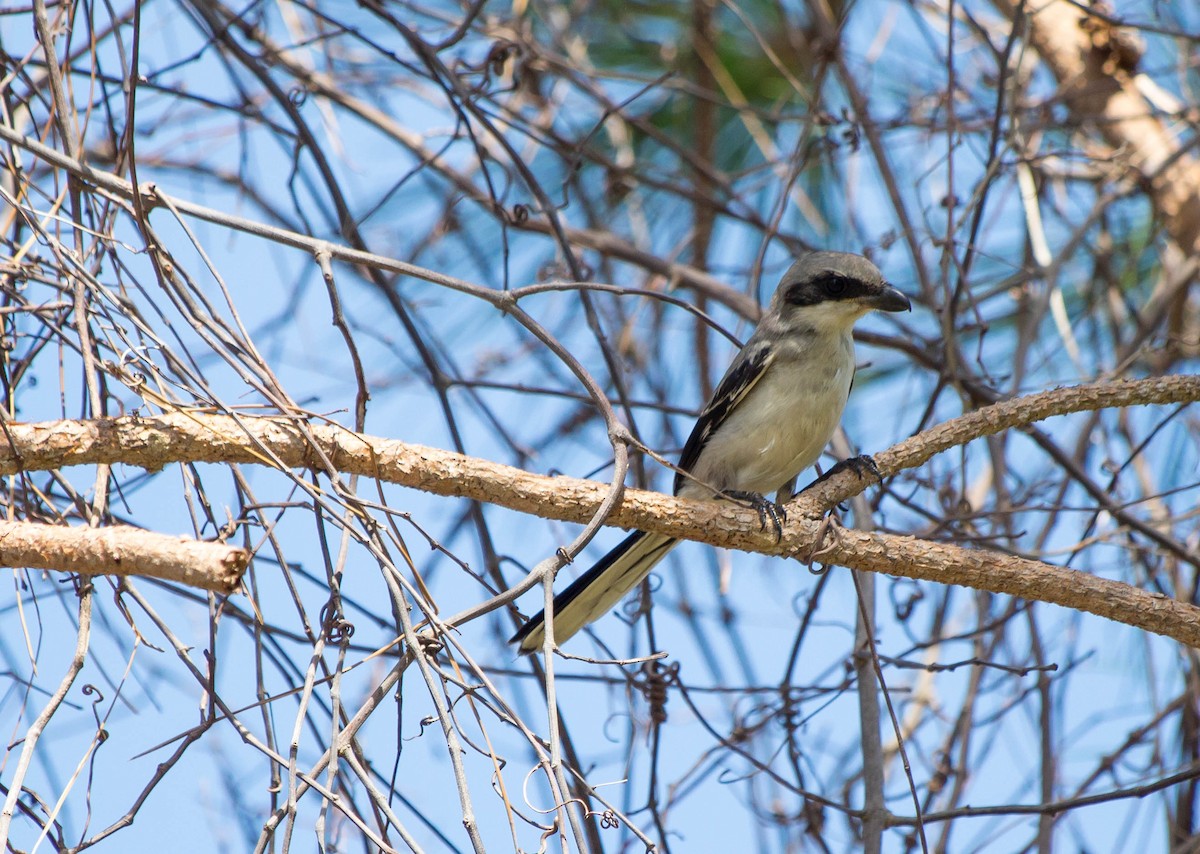 Loggerhead Shrike - ML103131111