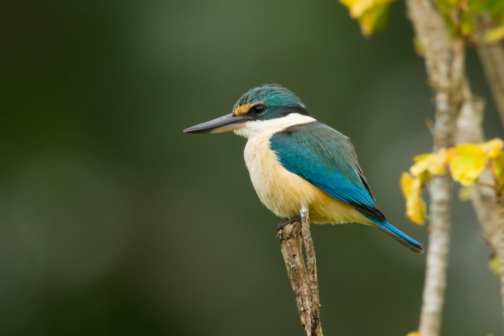 Sacred Kingfisher - ML103131171