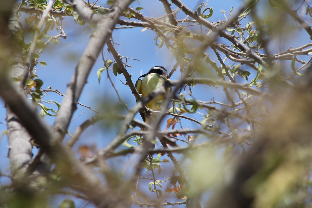 Bienteveo Común - ML103131341