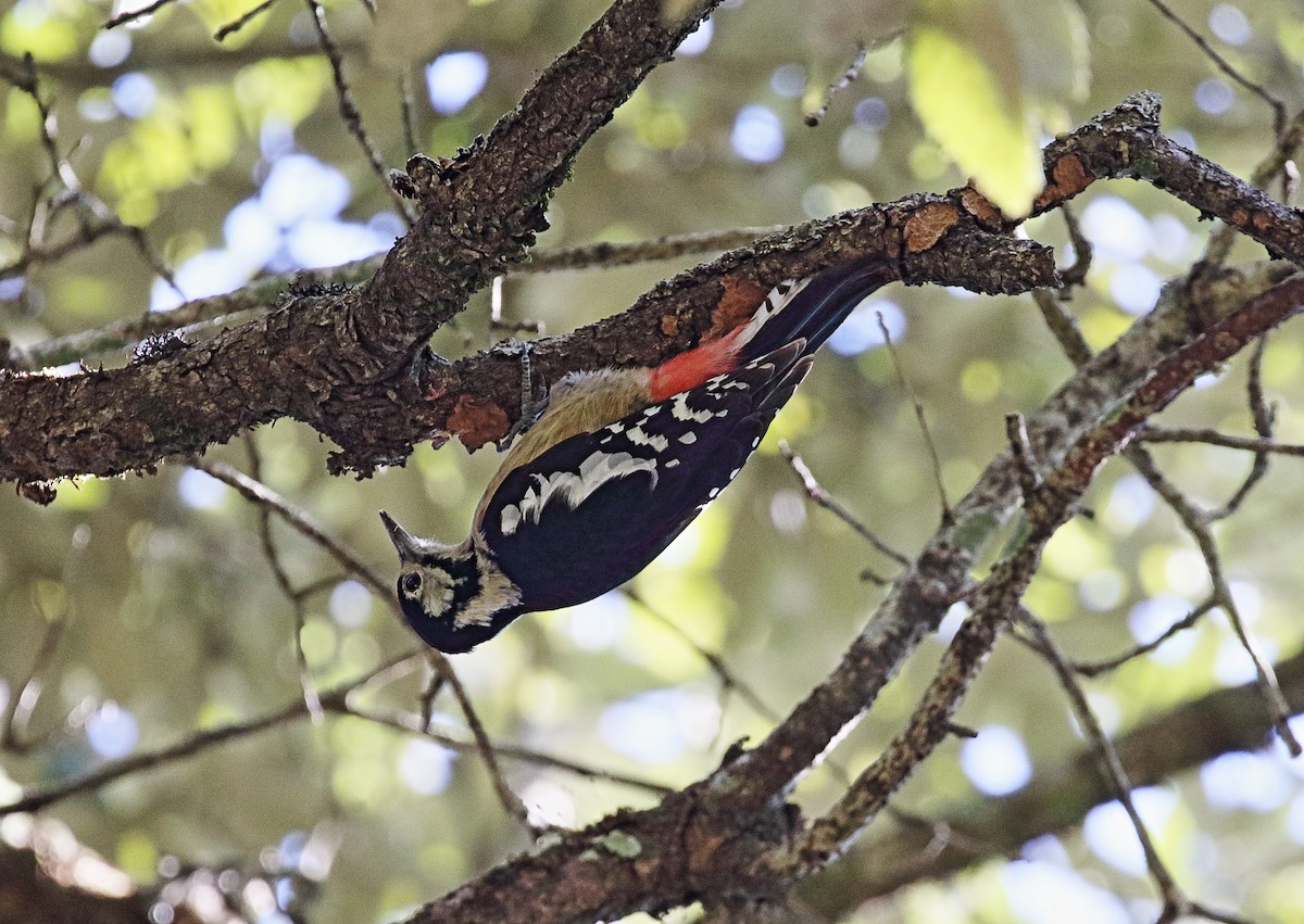 Himalayan Woodpecker - ML103133661