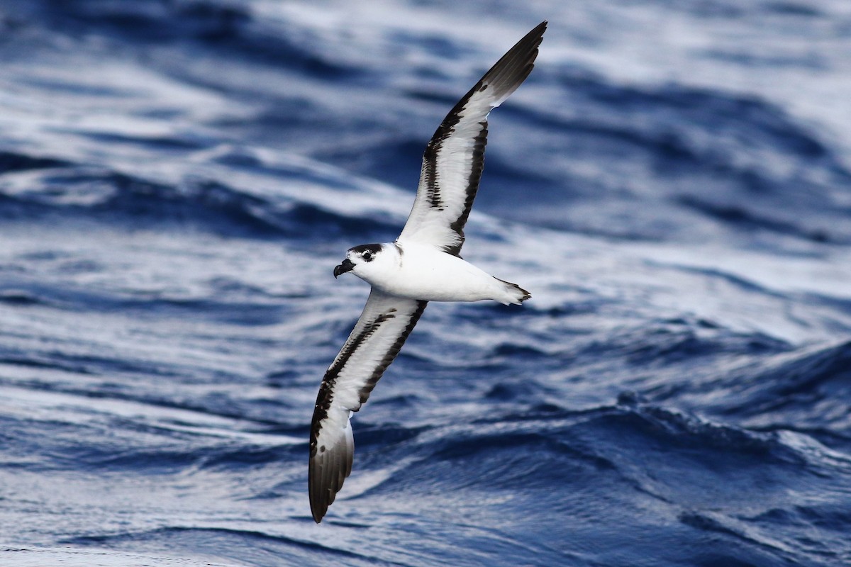 Black-capped Petrel - ML103135671