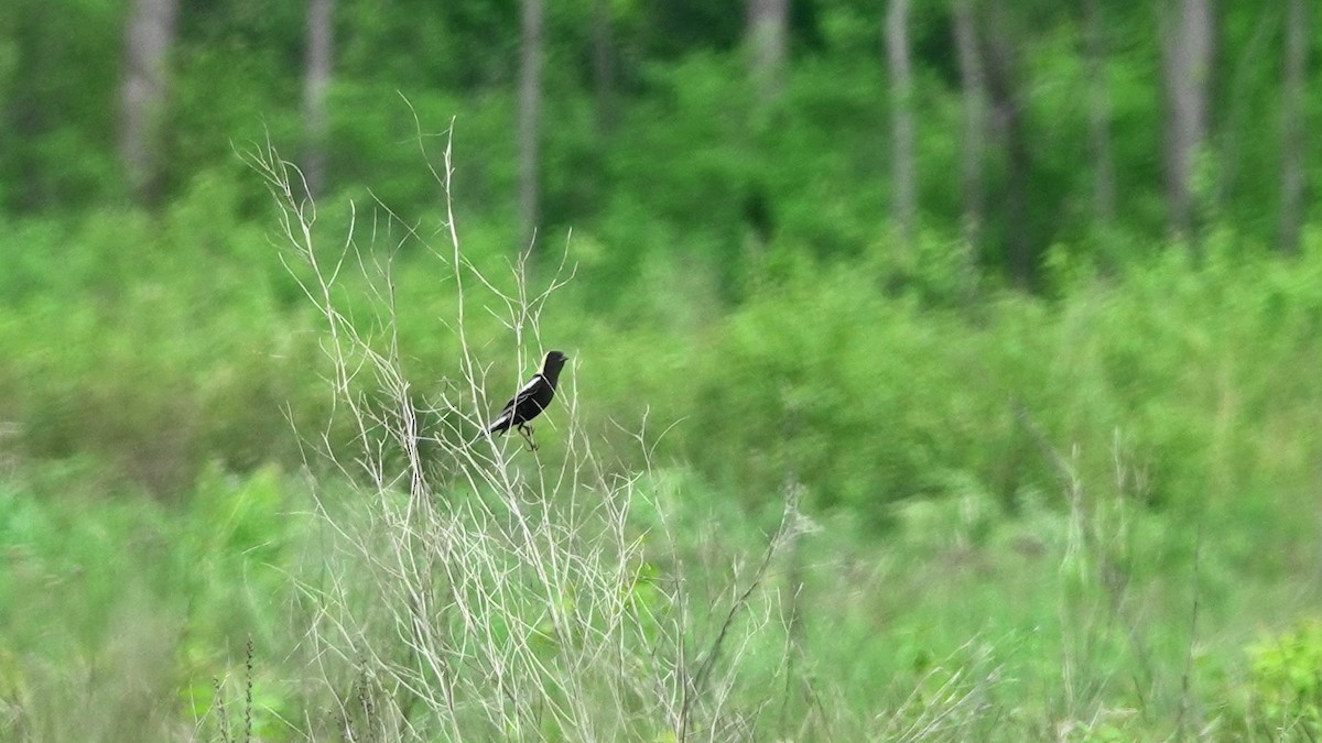 bobolink americký - ML103136391