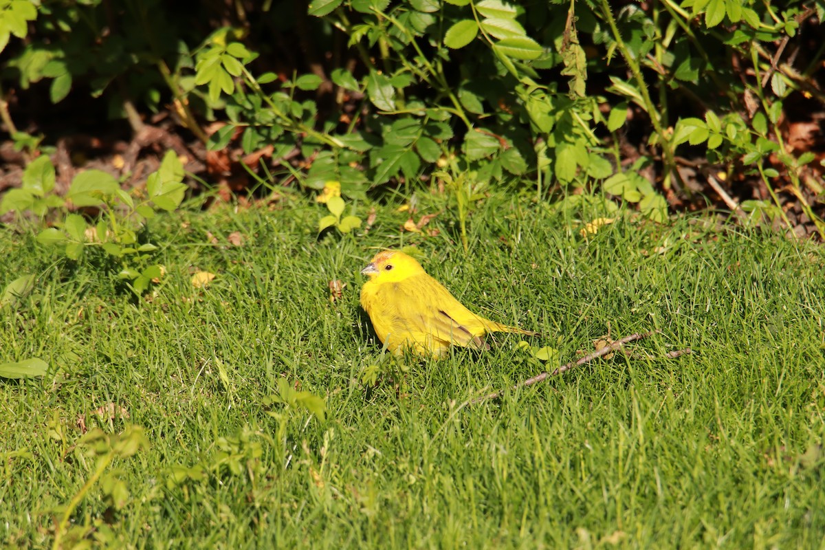 Saffron Finch - ML103136401