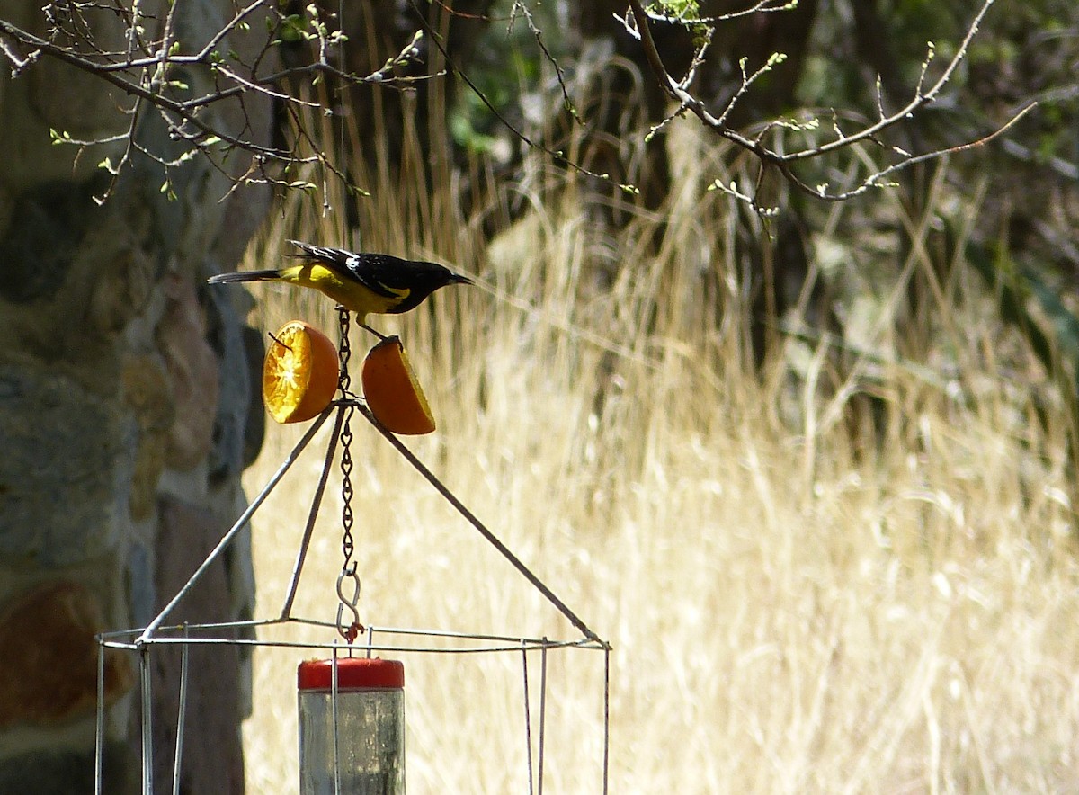 Scott's Oriole - ML103136891