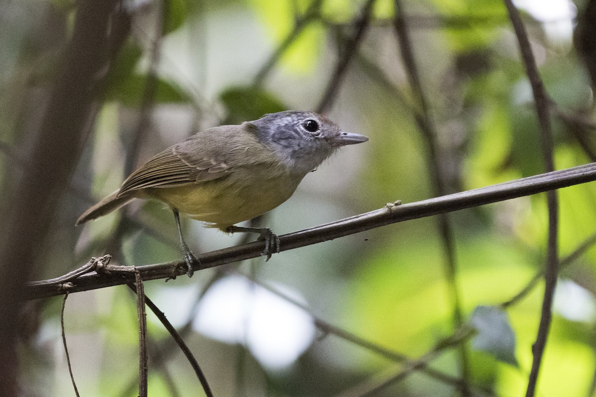 Plain Antvireo - ML103139791