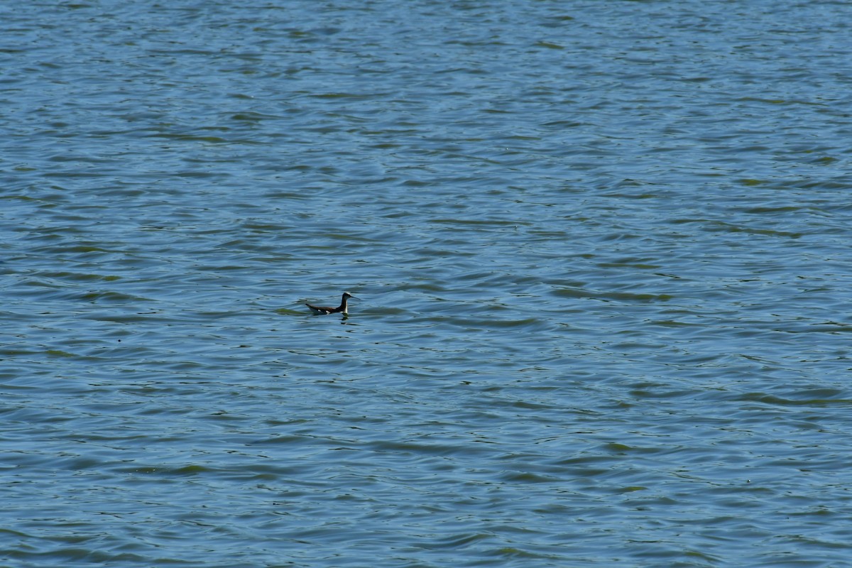 Wilson's Phalarope - ML103139981