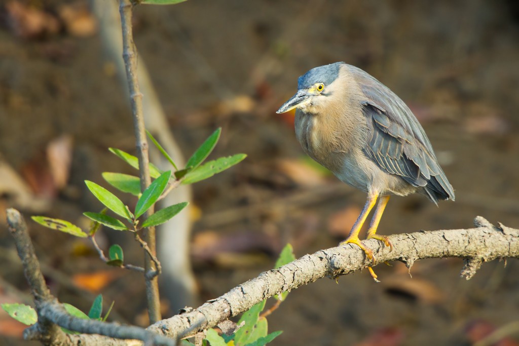 Striated Heron - ML103140251