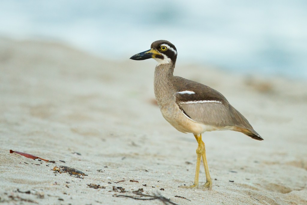 Beach Thick-knee - ML103140341