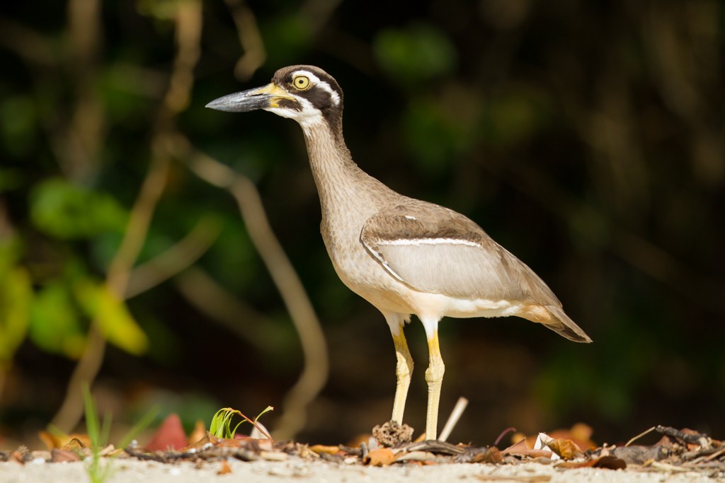 Beach Thick-knee - ML103140361