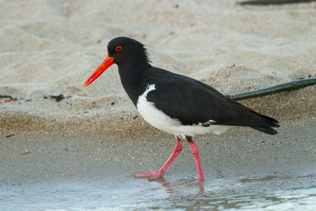 Pied Oystercatcher - ML103140391