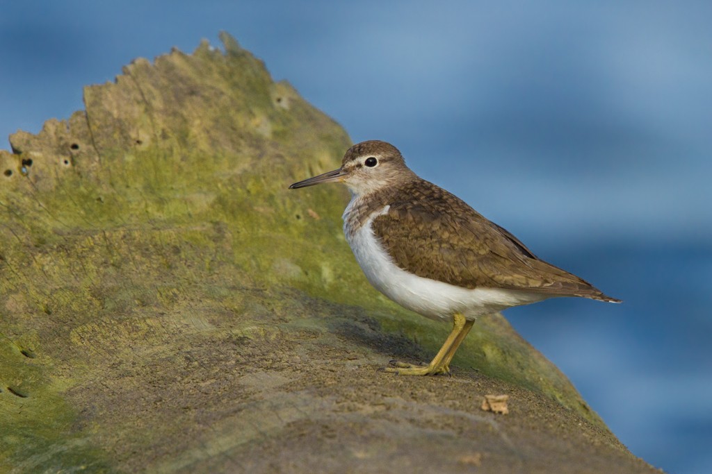 Common Sandpiper - ML103140481