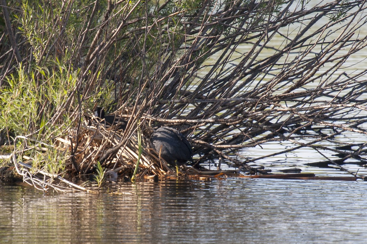 American Coot - Janet Hill