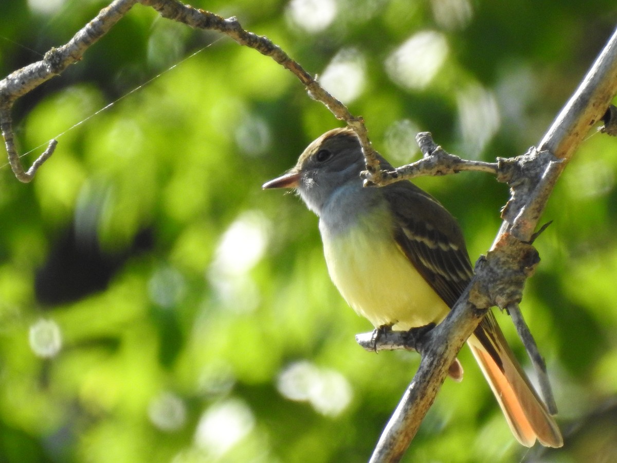 Great Crested Flycatcher - ML103140701