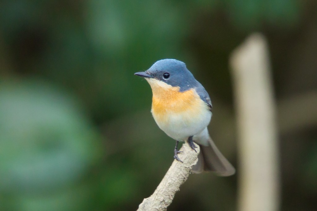 Leaden Flycatcher - ML103140831