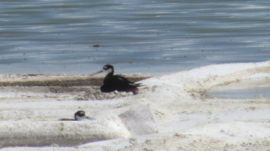 Black-necked Stilt - Michelle Brock