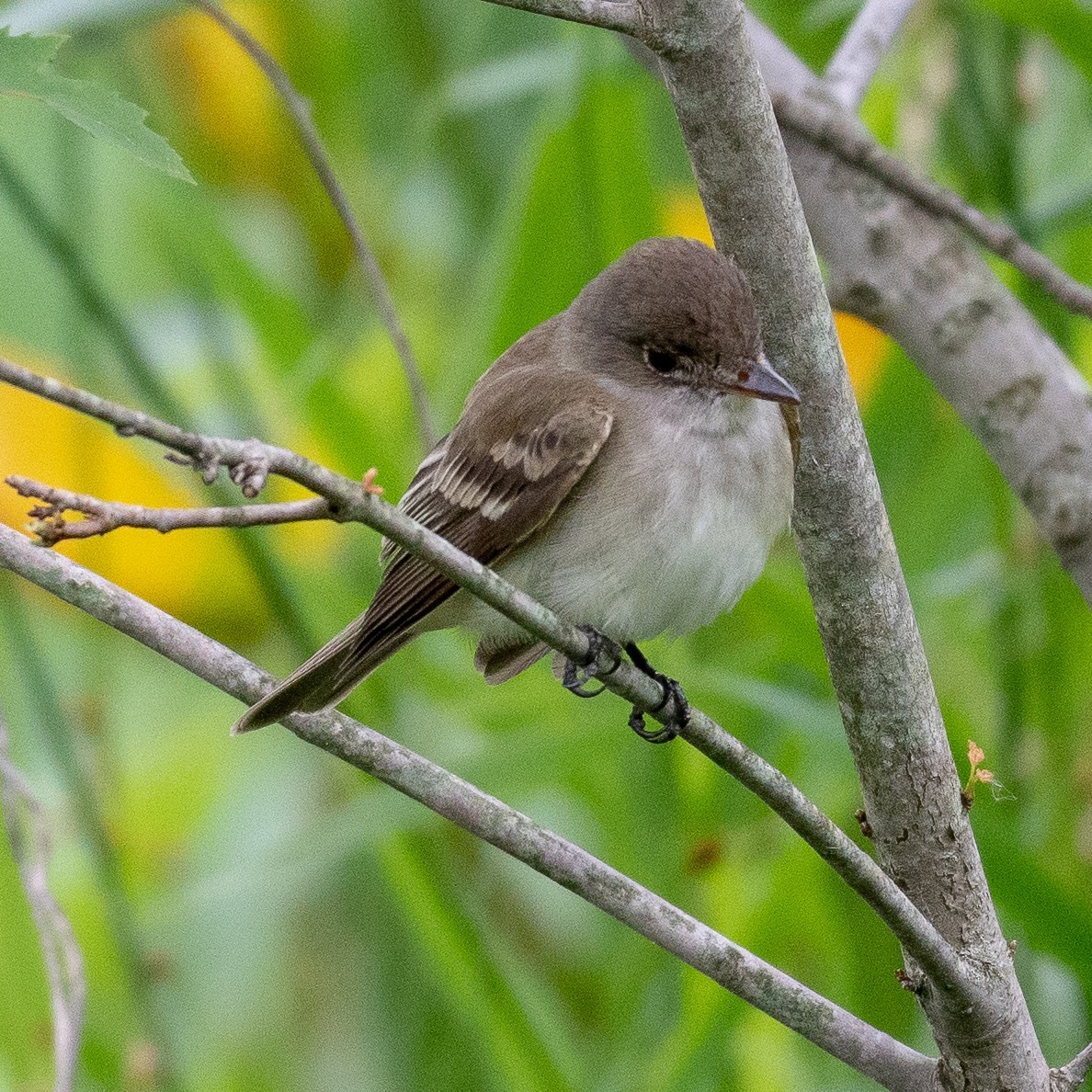 Willow Flycatcher - Andy P