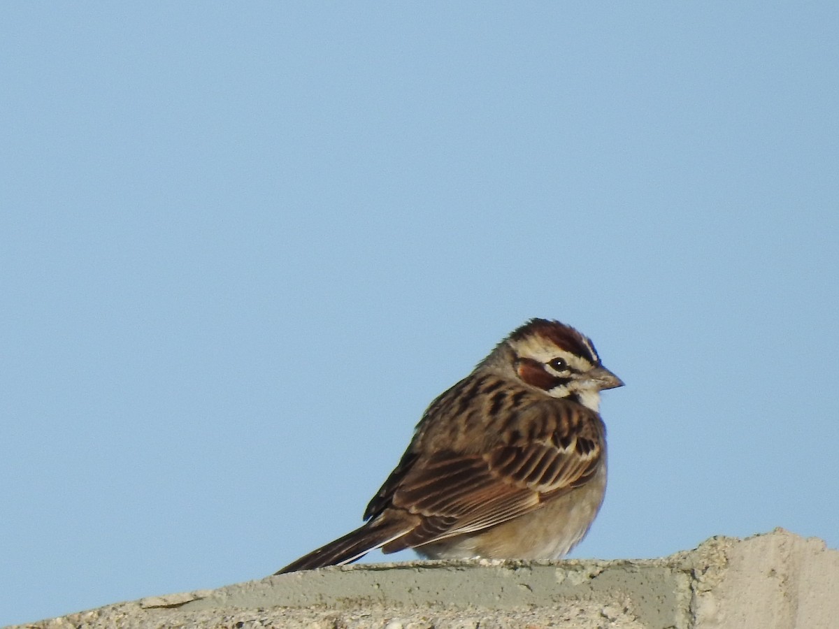Lark Sparrow - Dale Heinert