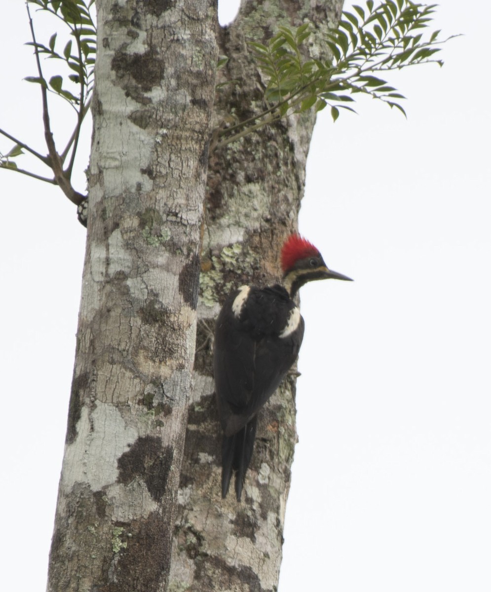 Lineated Woodpecker - Estela Quintero-Weldon